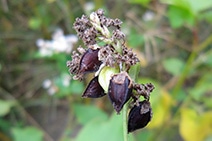 そば（もがみわせ）の写真