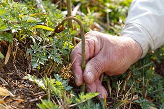 自生しているわらびを手でつまんで収穫している写真