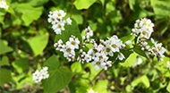 そばの花が咲いている写真