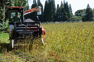 コンバインでソバの実を刈り取っている写真