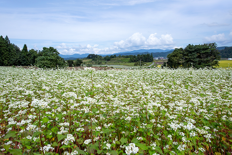 広大なそば畑の写真